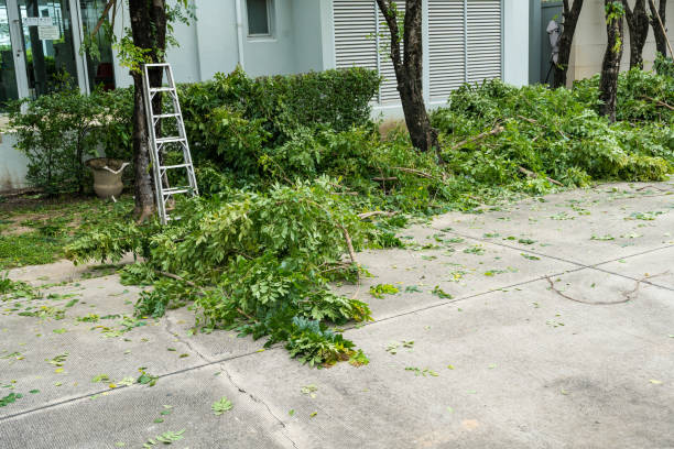 Best Leaf Removal  in Rogers, MN